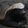 HoneyBadger